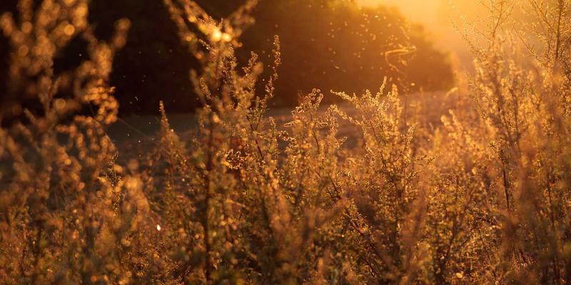 跟随Erin Rizzo学习：提升专业发展与生产力的异步沟通实践指南